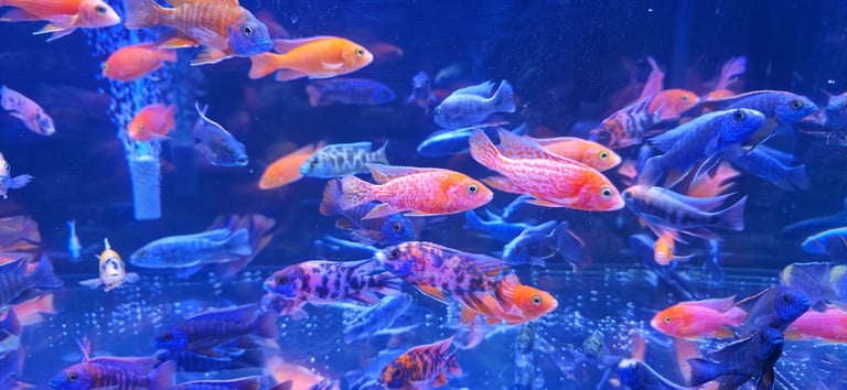 Malawi cichlids peacocks and haps