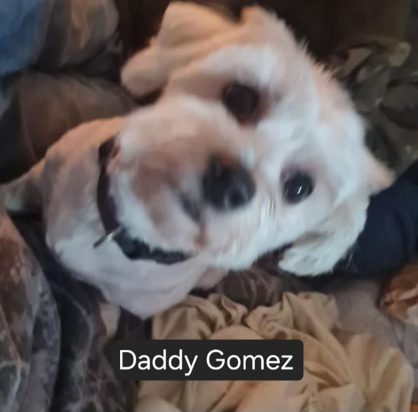 Adorable Maltese  Puppies 