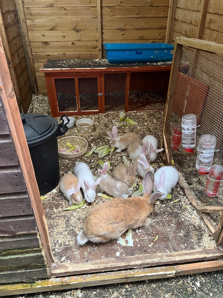 Baby continental giants 