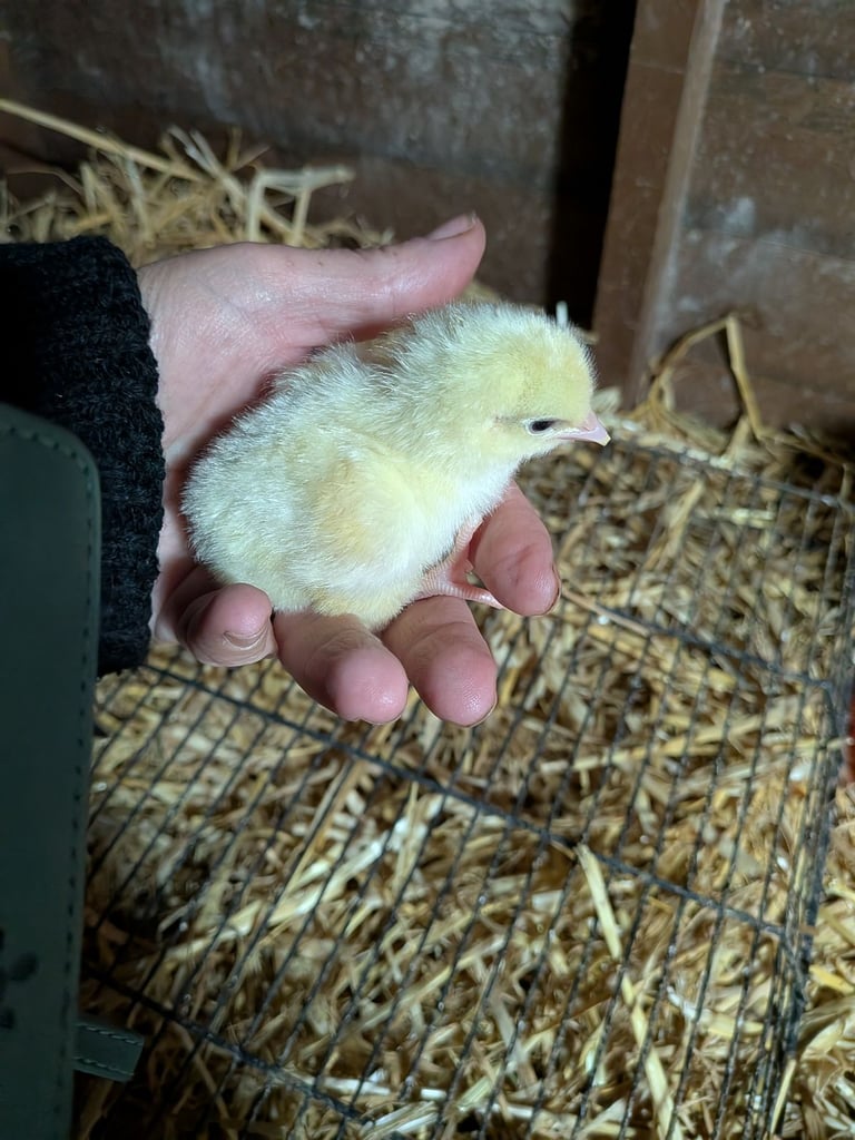 Day old silkie chick and Pekin bantums 