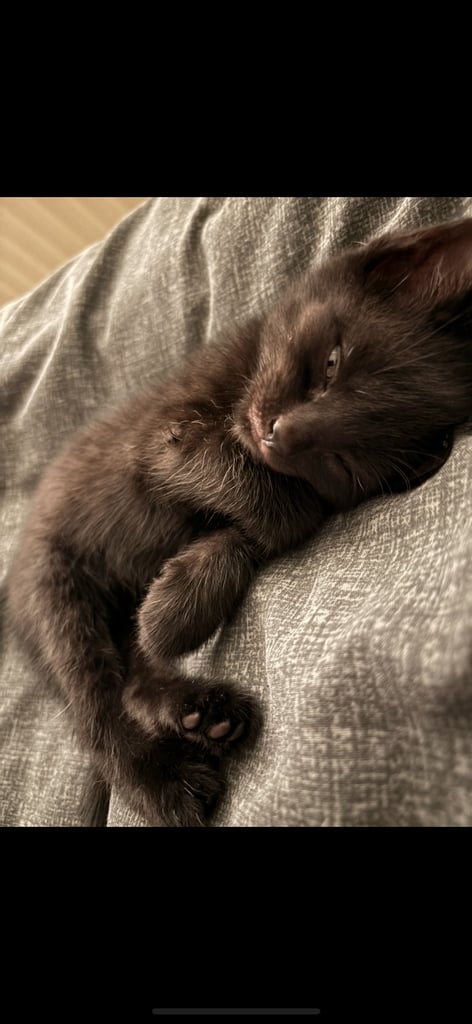 image for Beautiful Black kittens 
