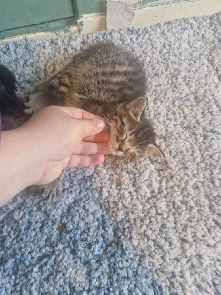 Kittens for sale
