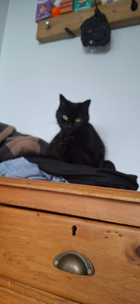 2 year old female cat 