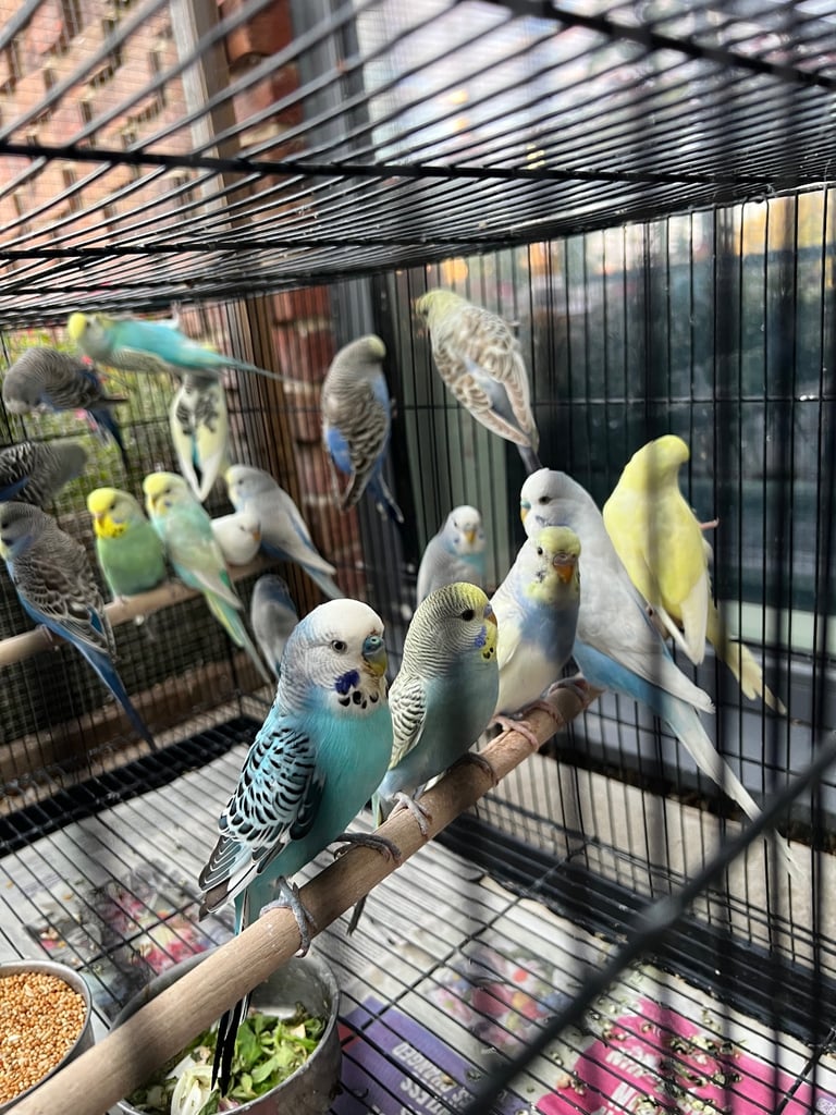 Budgies and cocktail for sale