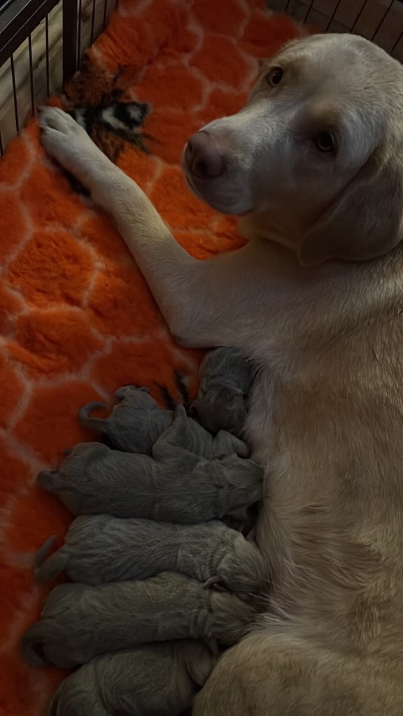 Kc dna clear silver Labrador pups 