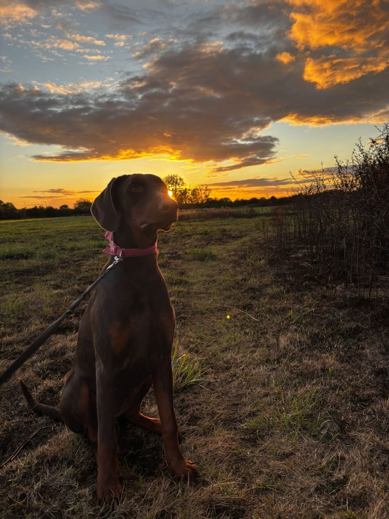 Pure breed superb lines Doberman pups