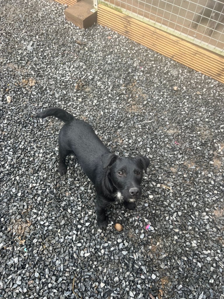 Patterdale pup