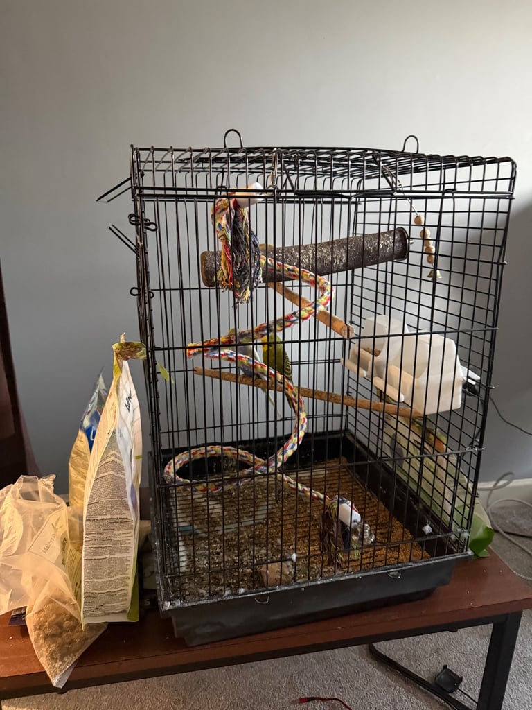 Two Lovely Budgies + Full Setup (Cage, Accessories, Food Containers, etc.)