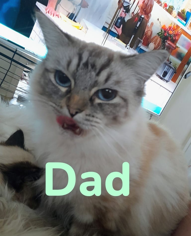 **LAST MALE LEFT** Gorgeous Ragdoll kittens ready to leave. Both parents Pedigrees