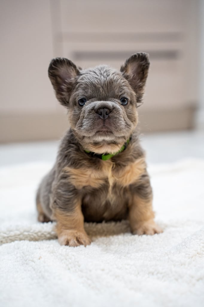 Fluffy French Bulldogs KC