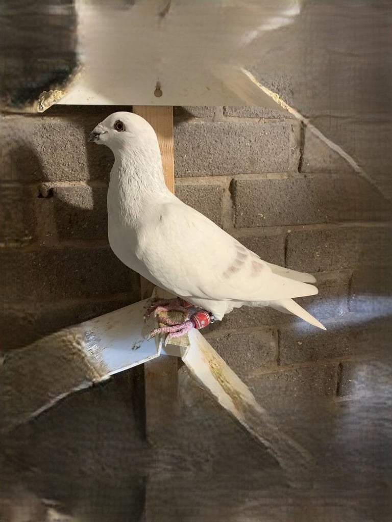 Syrian Pigeon 
