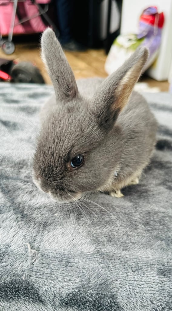 Rabbits for sale