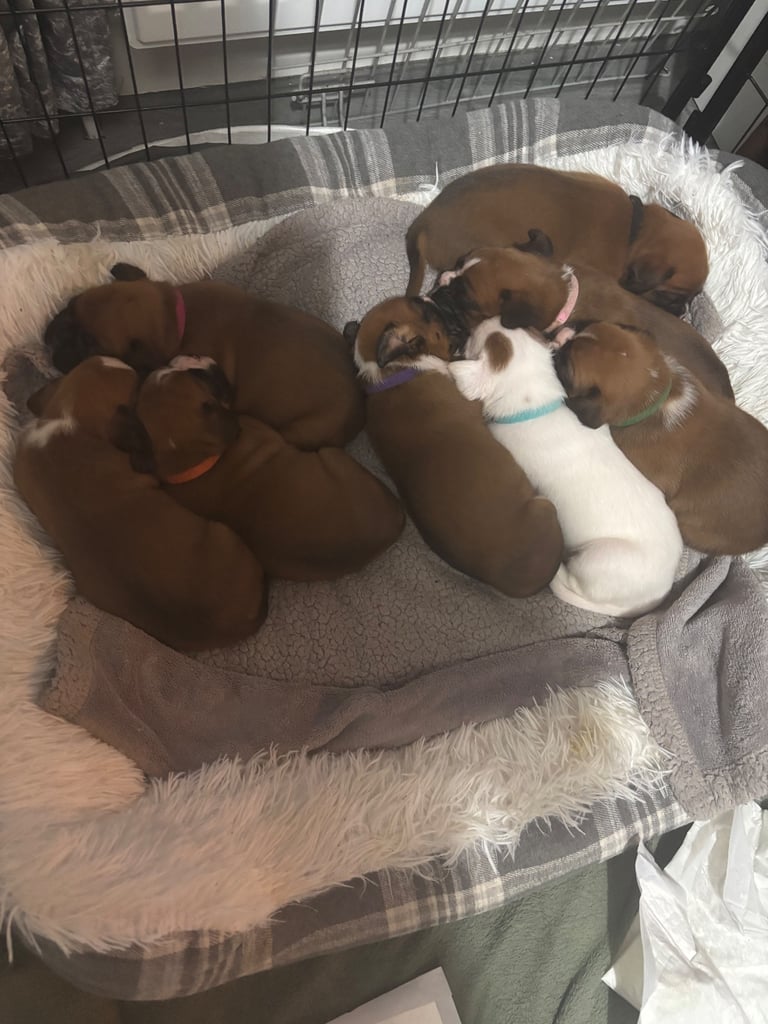 Boxer puppies 