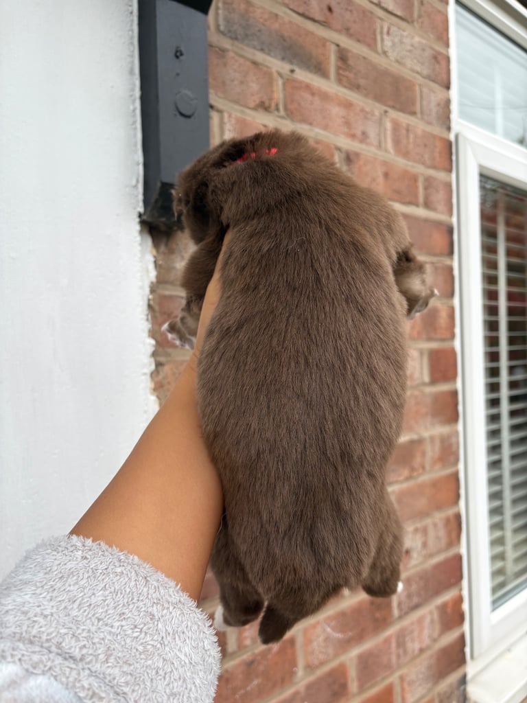 Pedigree Siberian Husky Puppies 3 GIRLS LEFT!!