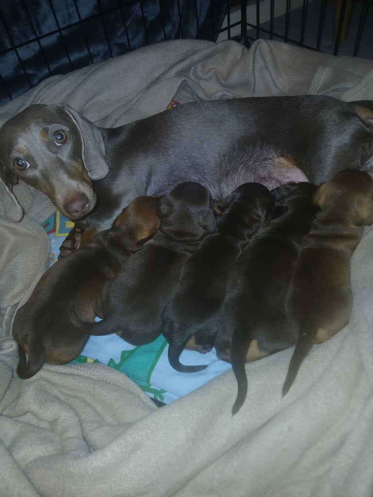  Miniature dachshunds all female