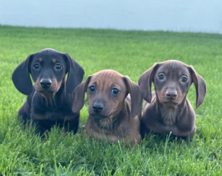 image for Dachshunds 