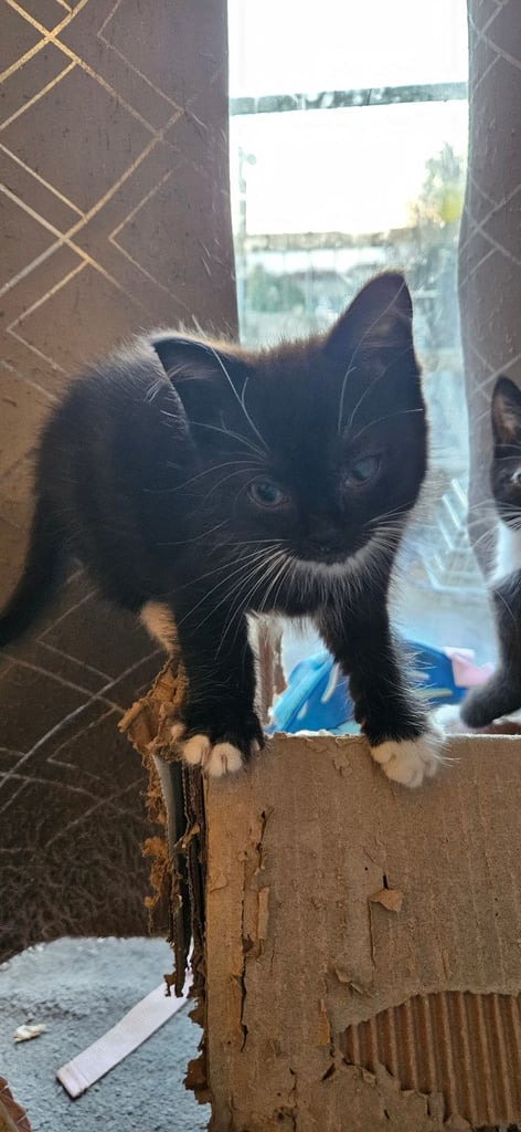 Kittens for.sale.