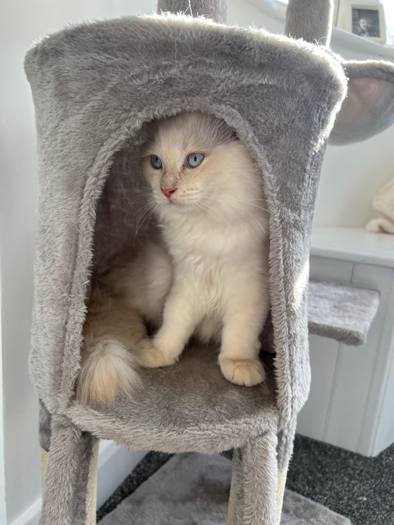 Flame point ragdoll full male kitten 