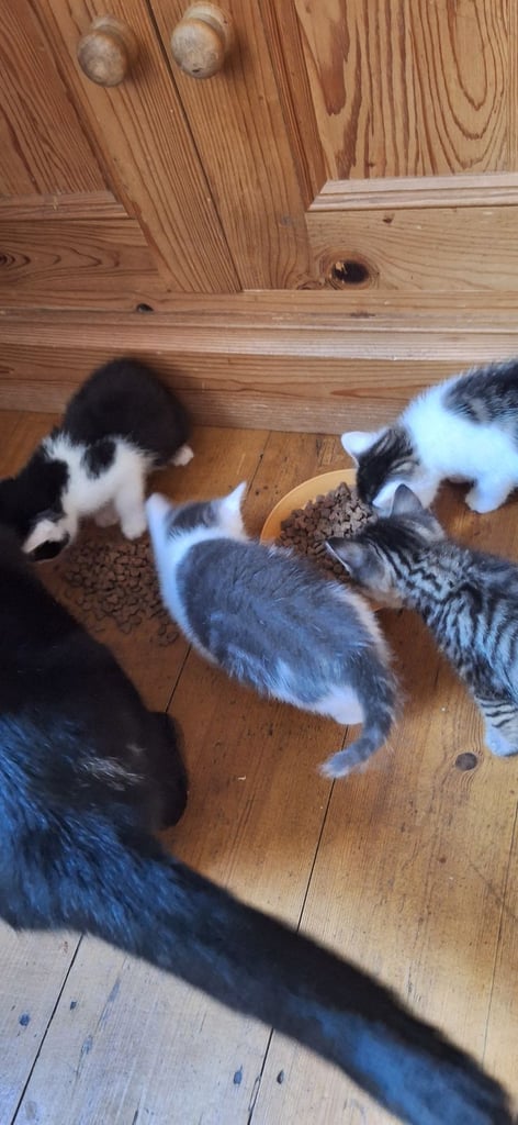 1 kitten left ready now