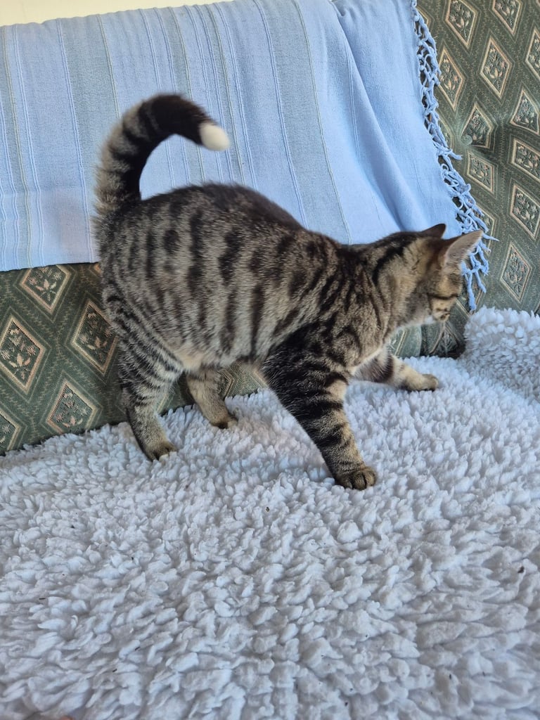 Kittens for sale