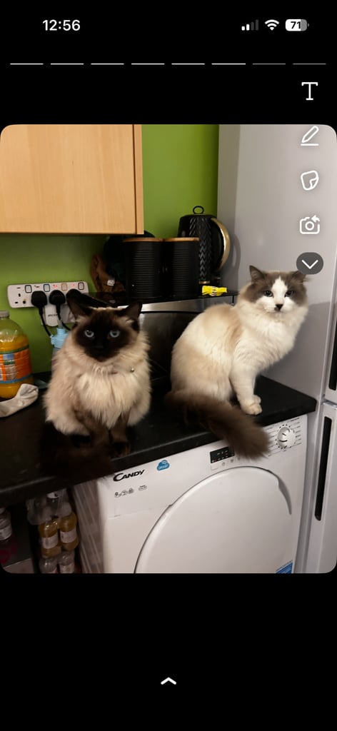 Ragdolls for sale