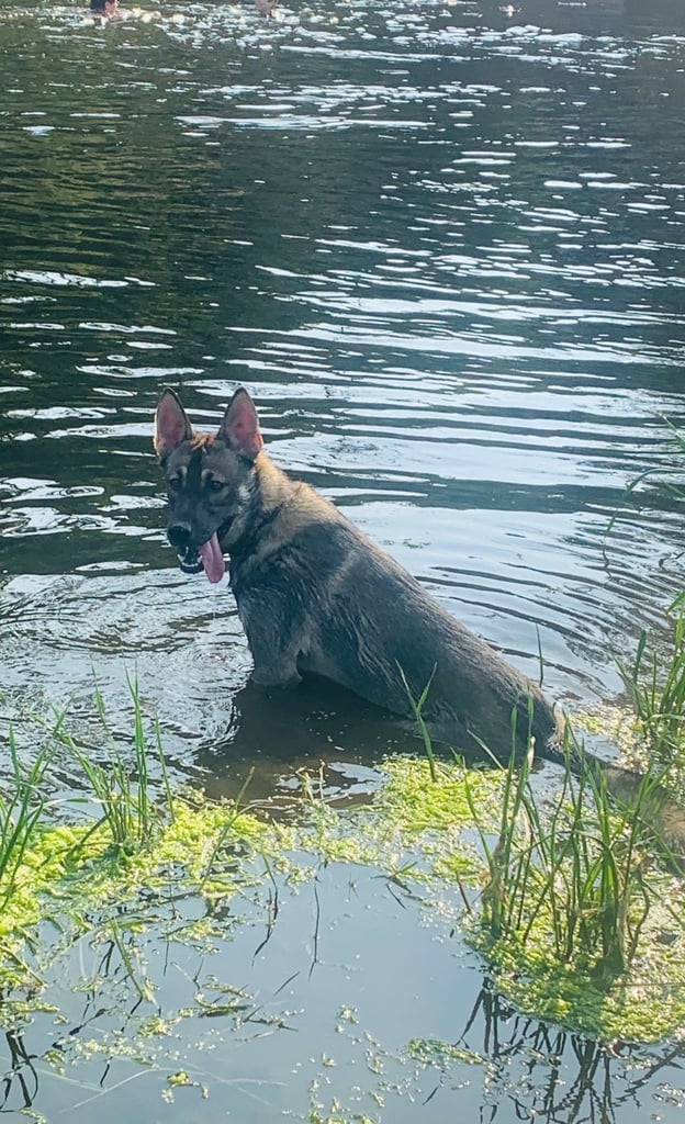 Belgium mal crossed with husky 10 month old