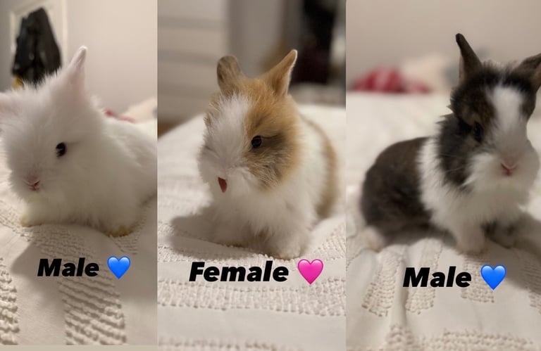 Lionheads for Sale in London 