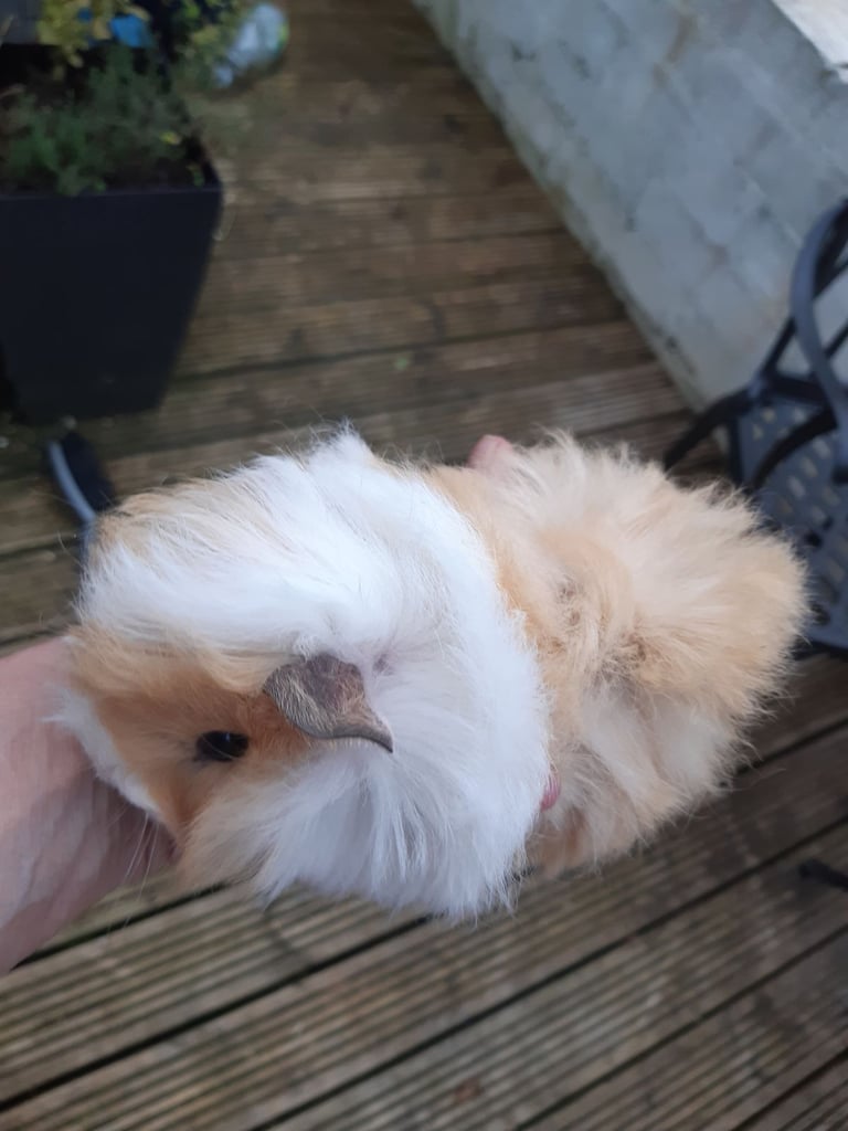 Baby guineapigs 