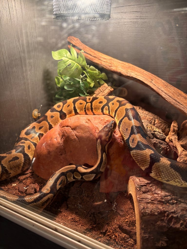 Ball python 