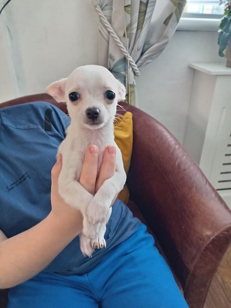 Chihuahua pup 