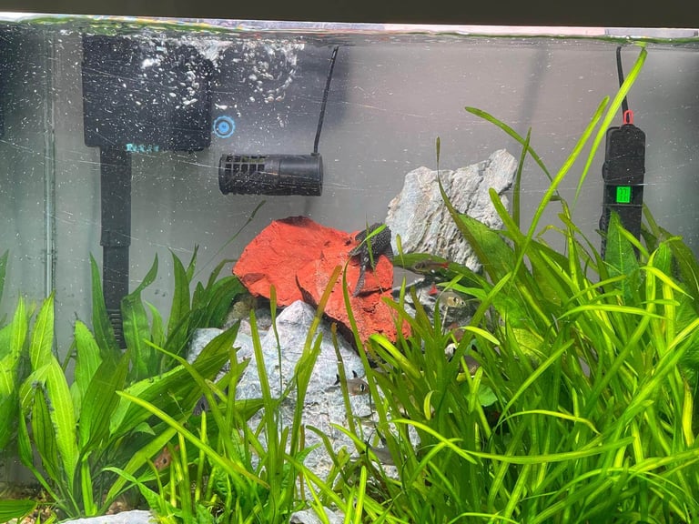 Fish tank with fish and accessories 