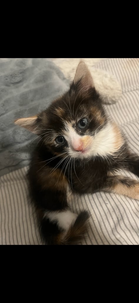 Beautiful kittens