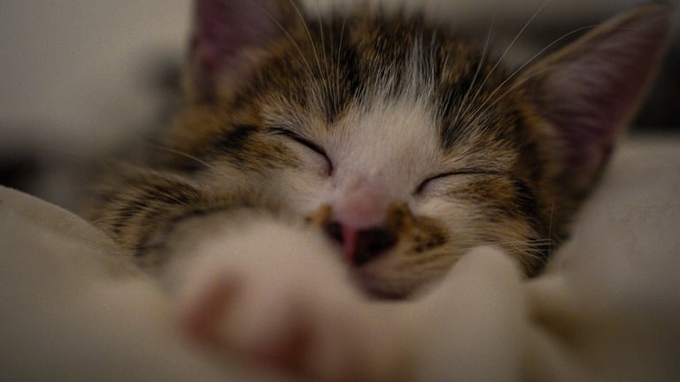 Cute tabby kittens