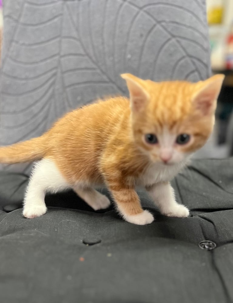 Kittens