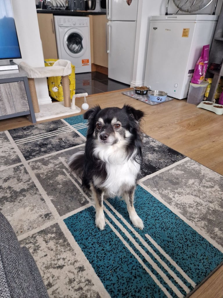 Male Japanese Spitz cross male