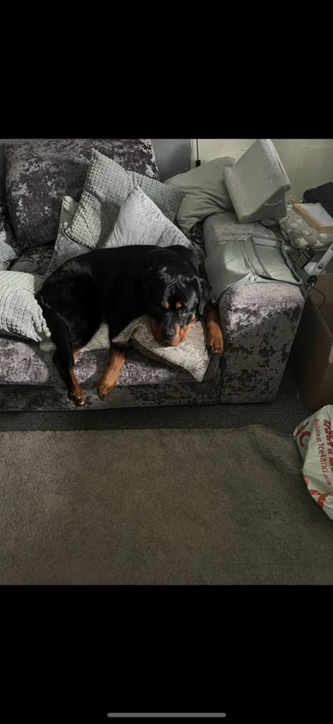 Beautiful rottweiler 