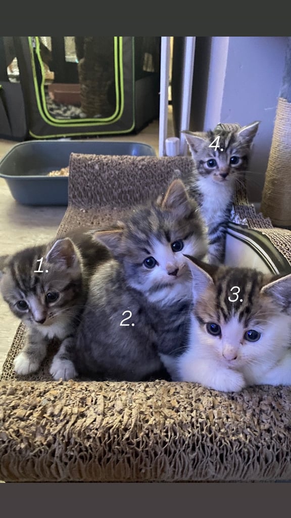 Maine coon x domestic kittens