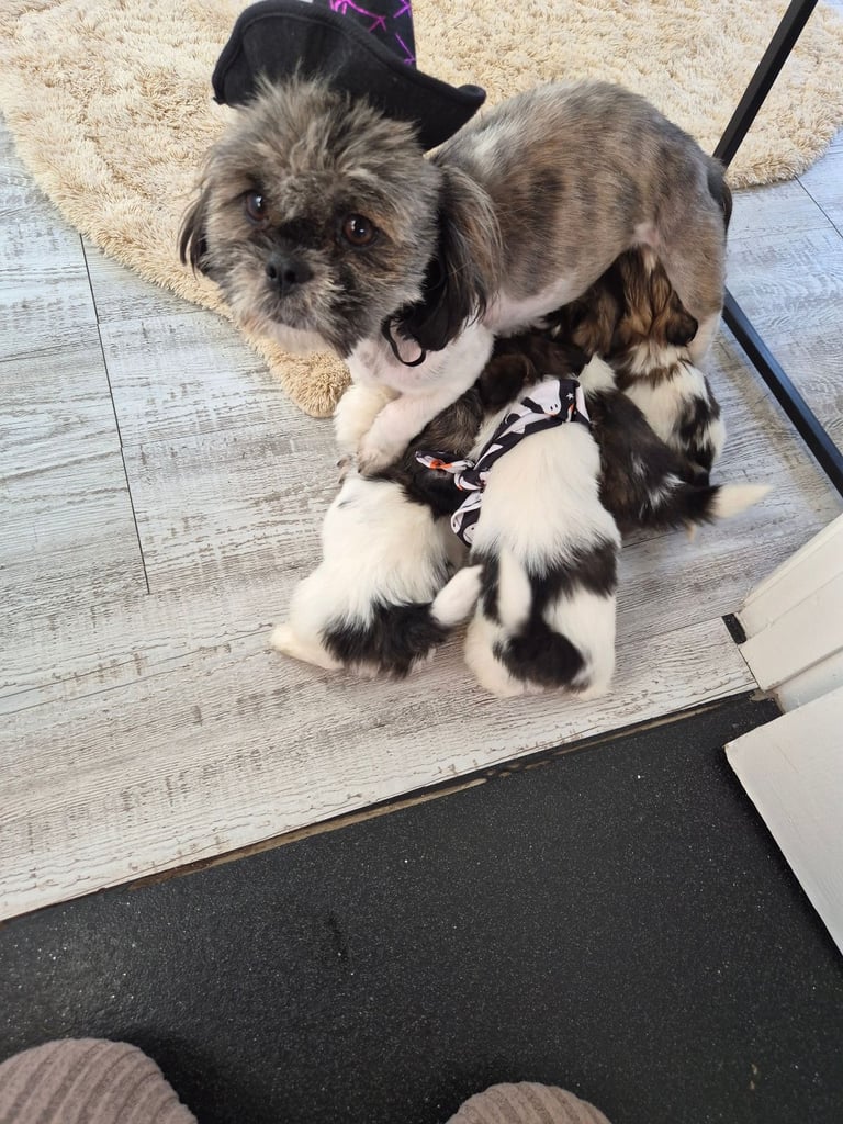 Shih tzu puppies ready in 1 week