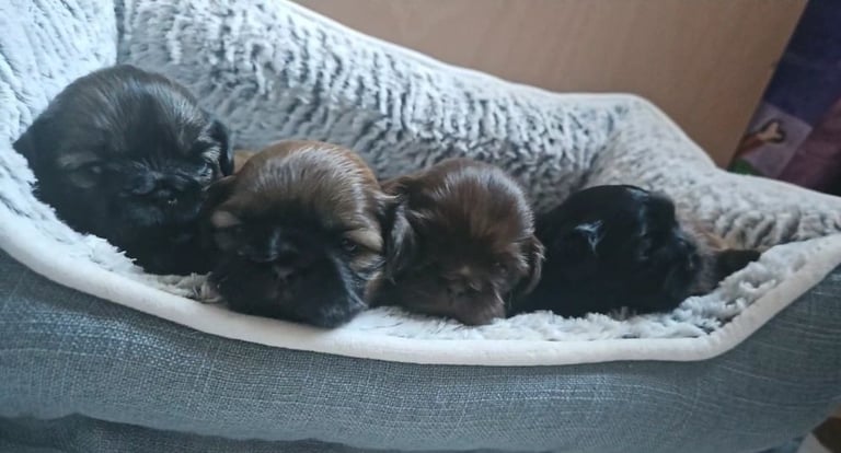 Imperial Shih tzu Puppies