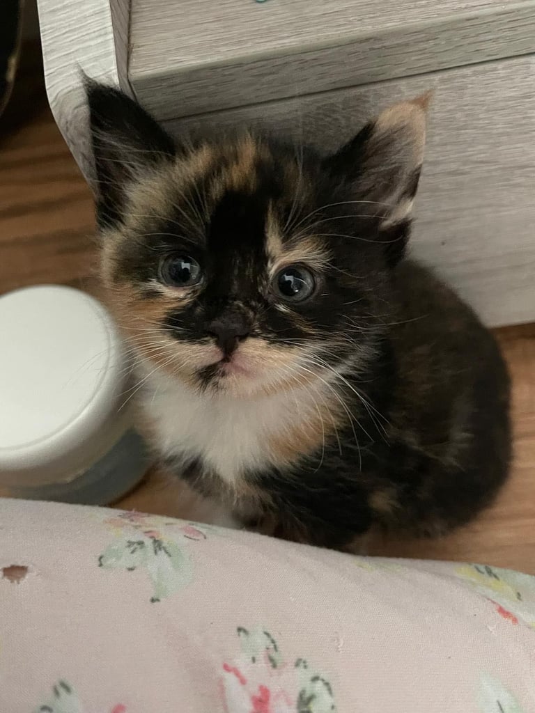Adorable calico kitten ( RESERVED)