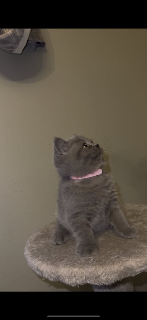 British shorthair kittens🩵