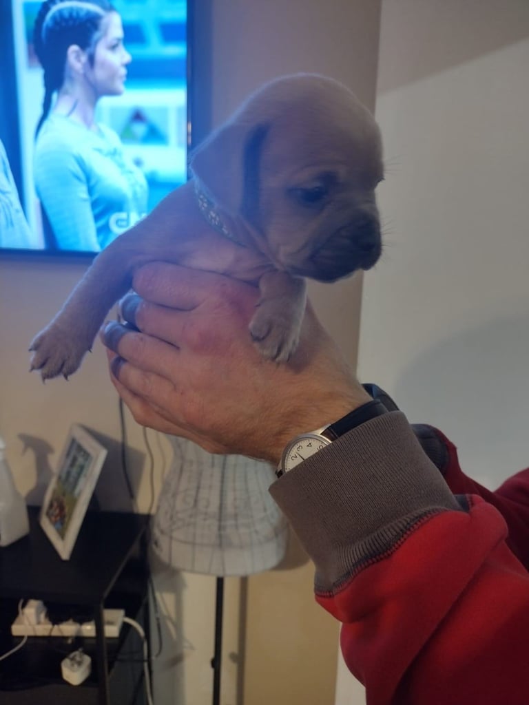 French x staffy x cocker spaniel 
