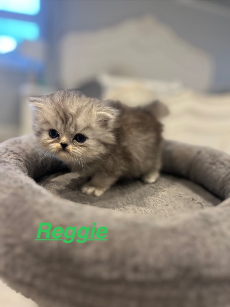 Gorgeous litter of 6 PKD Negative Persian kittens