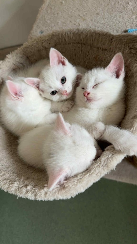 Beautiful kittens