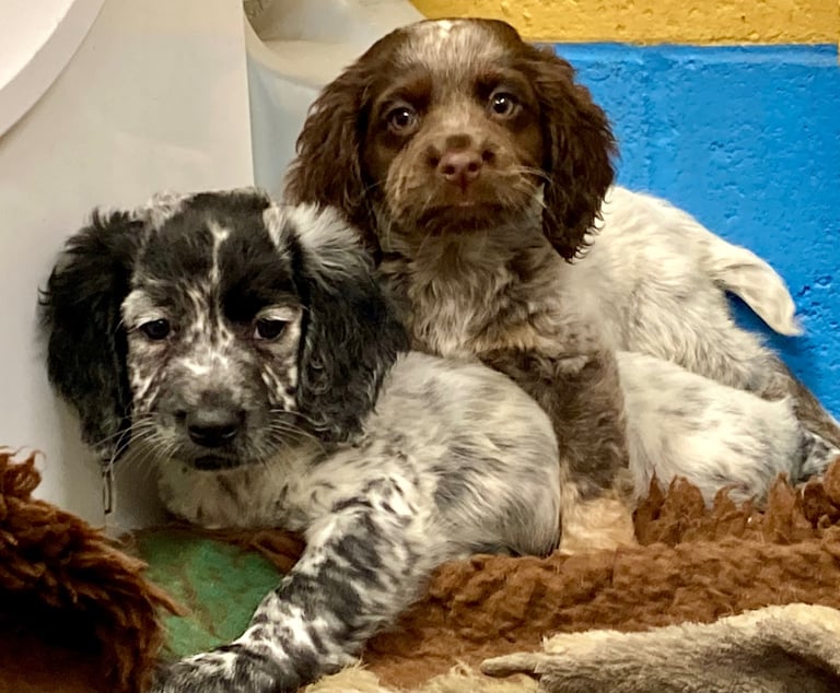 Cocker Spaniel puppies now available 