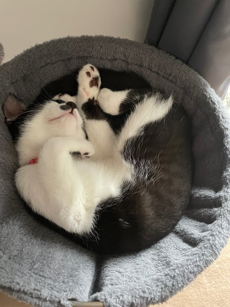 Male and female cat for adoption 