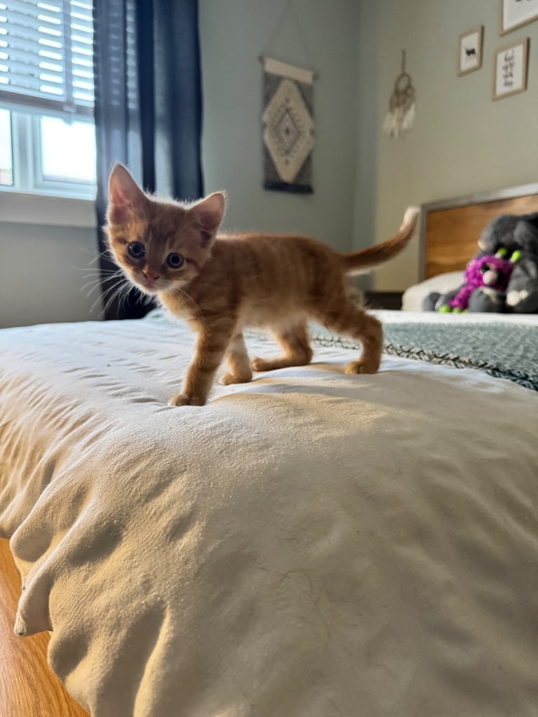 8 week old kittens ready for forever home! 