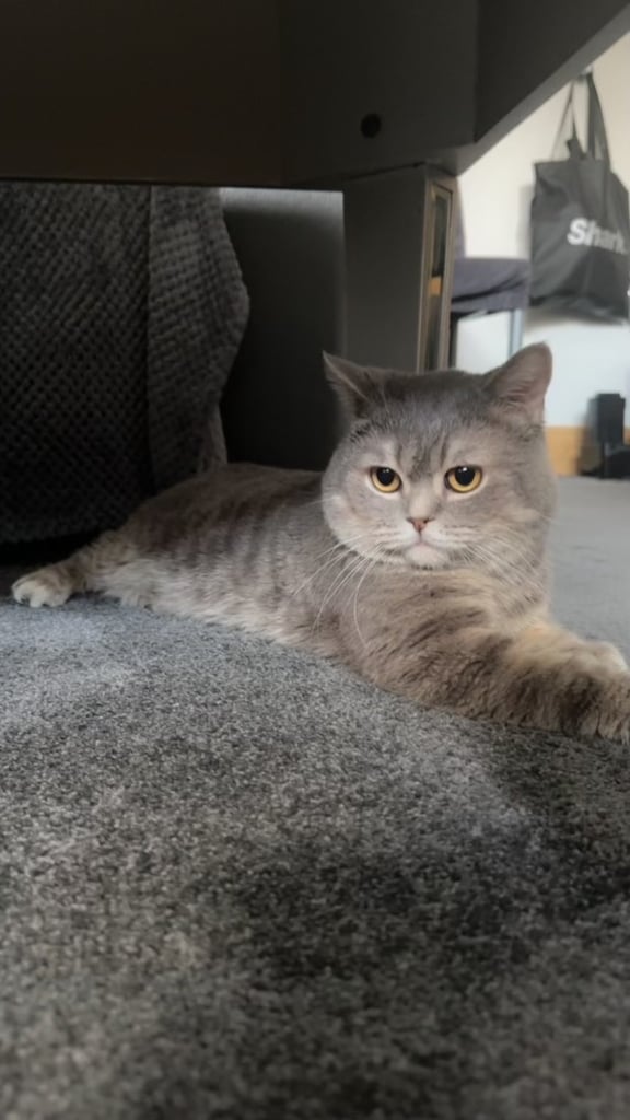 Cute and chunky male British shorthair kitten