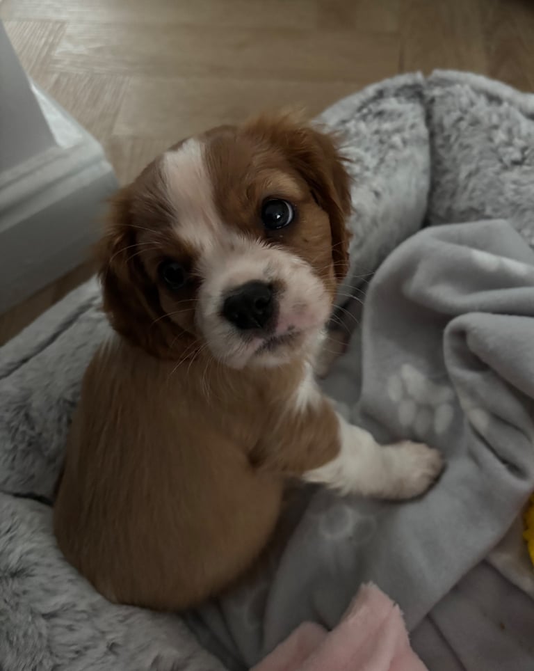 Cavalier King Charles spaniel
