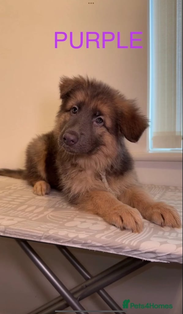 *READY* RARE BLUE/BLACK KC REG GSD PUPS 💙 🐾